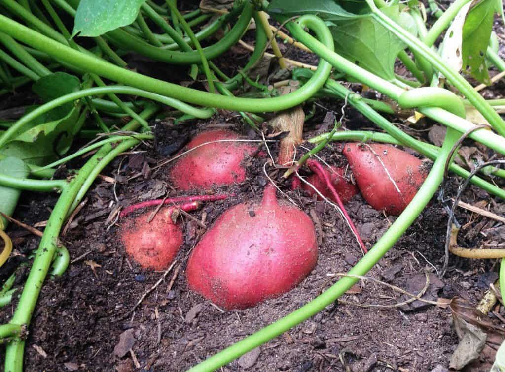 Sweet Potatoes Ground