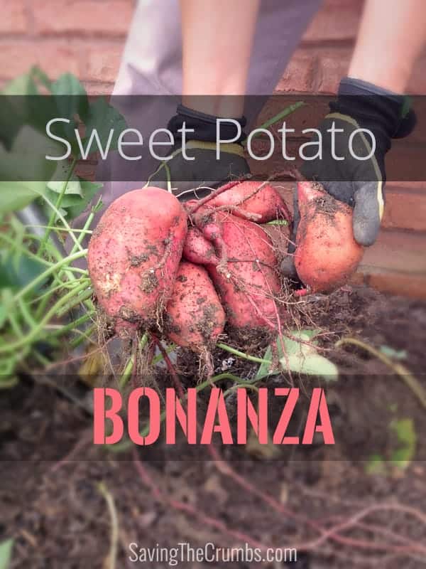 Sweet Potato Bonanza