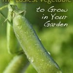 The Easiest Vegetable to Grow in Your Garden