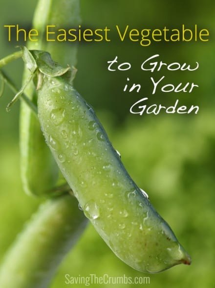 The Easiest Vegetable to Grow in Your Garden