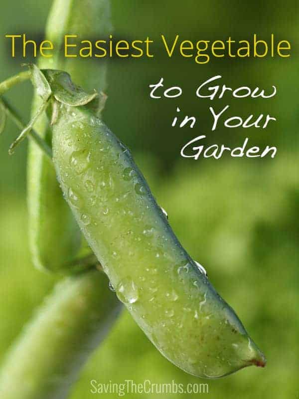 Easiest Vegetable to Grow